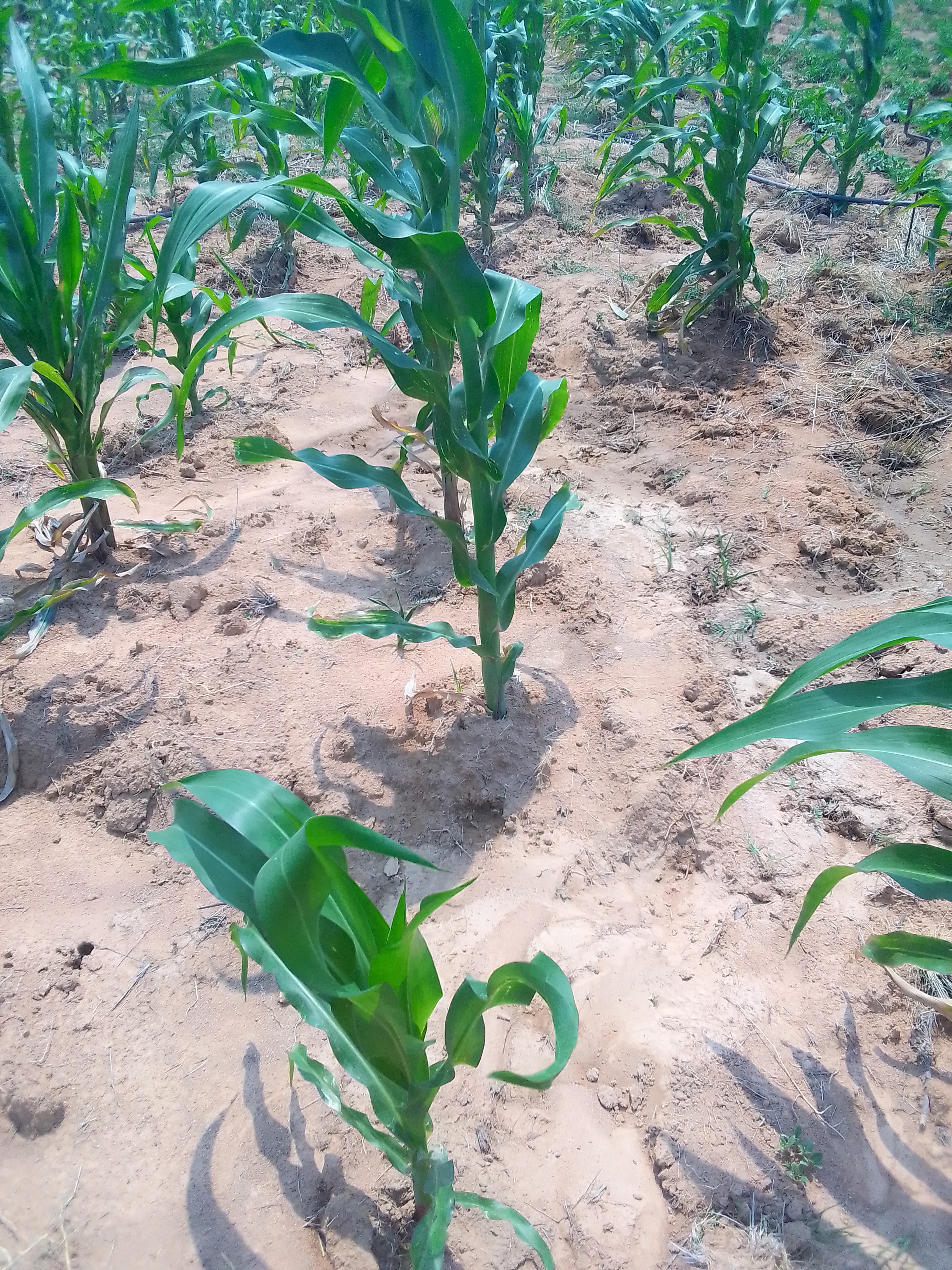 Imire Game Park in Wedza